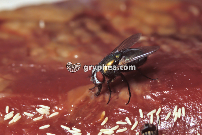 Mouche verte s'alimentant - gryphea.com